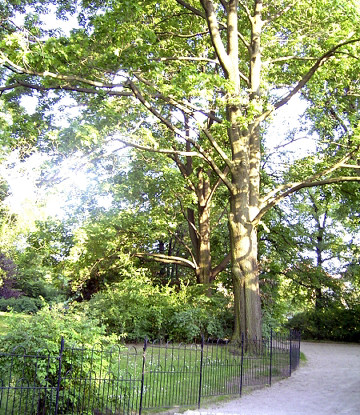 Fichtepark Bild 1 Grossformat